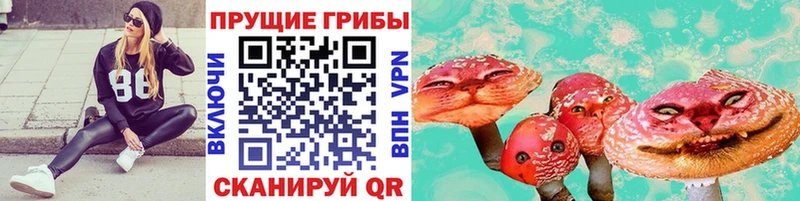 Галлюциногенные грибы Cubensis  Кедровый 